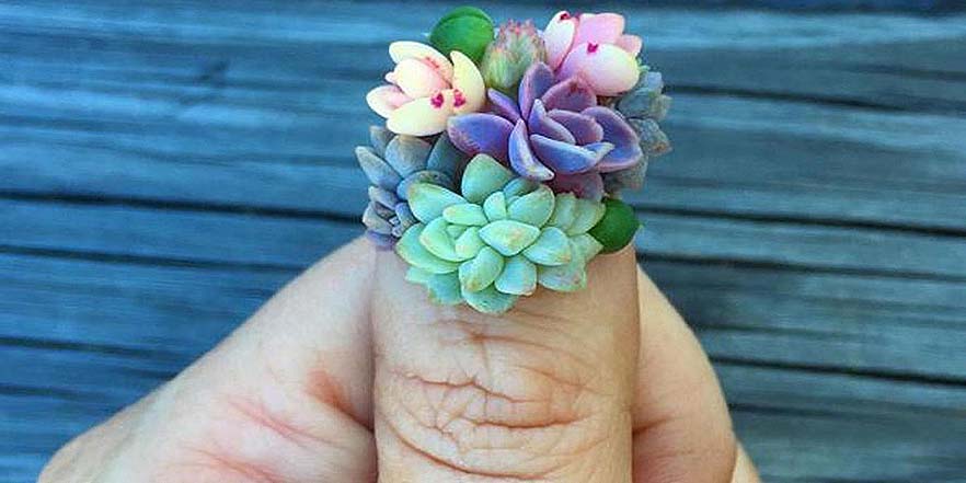 Lo último en uñas: Succulent nails